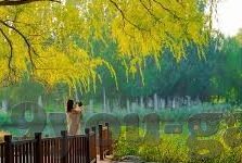 琛球足球即时比分-琛球足球即时比分，球迷必备的实时战场指南